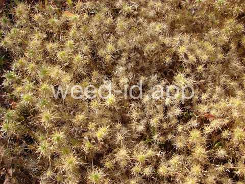 navarretia, needle-leaf